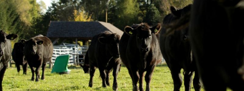 Aberdeen-Angus