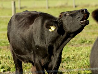 Masné plemeno Aberdeen-Angus