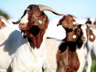 Stádo Burských koz