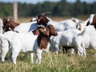 Stádo Burských koz