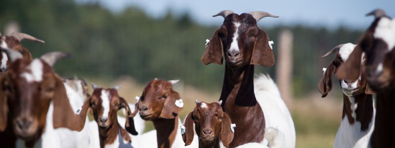 Farma Janovka na Zemi živitelce