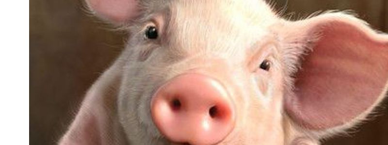 Dostupnost vepřového masa