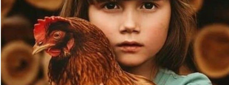 Uz jste vyskoušeli chovat slepičky?