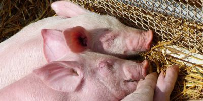 Sele (váha od 80-100kg