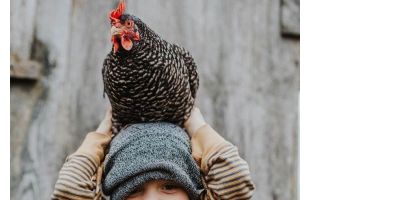 SLEPIČKY živé na vajíčka