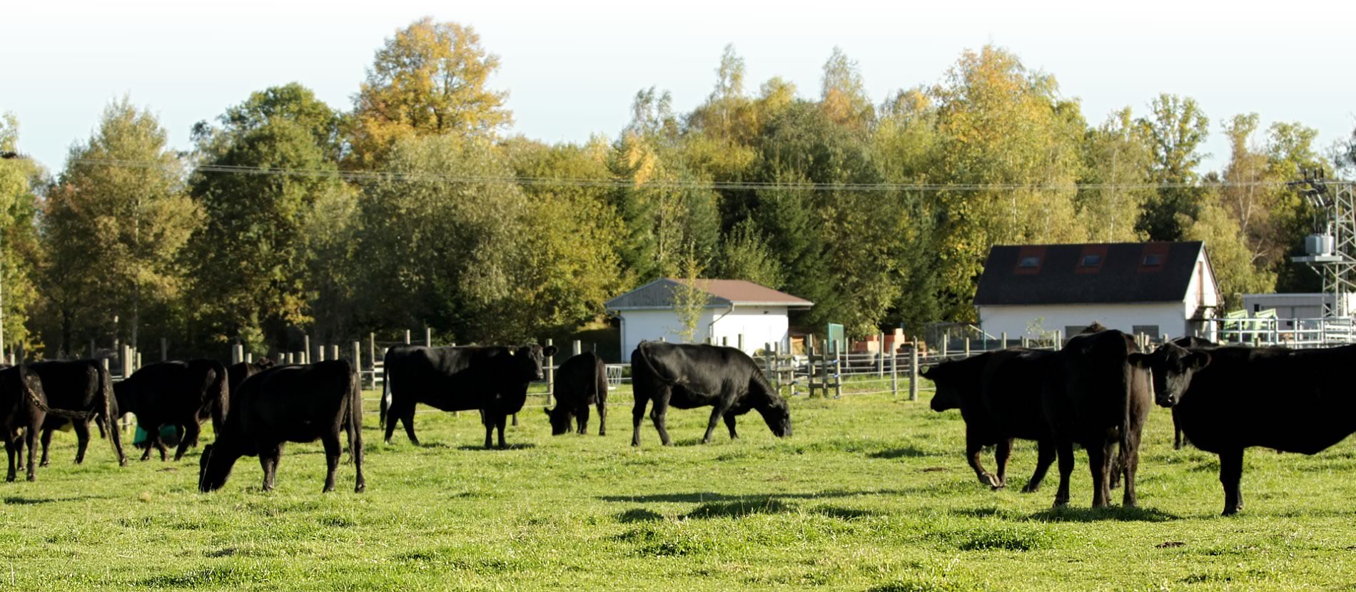 Farma Janovka - prodej živých zvířat, prodej kvalitního vepřového a hovězího masa