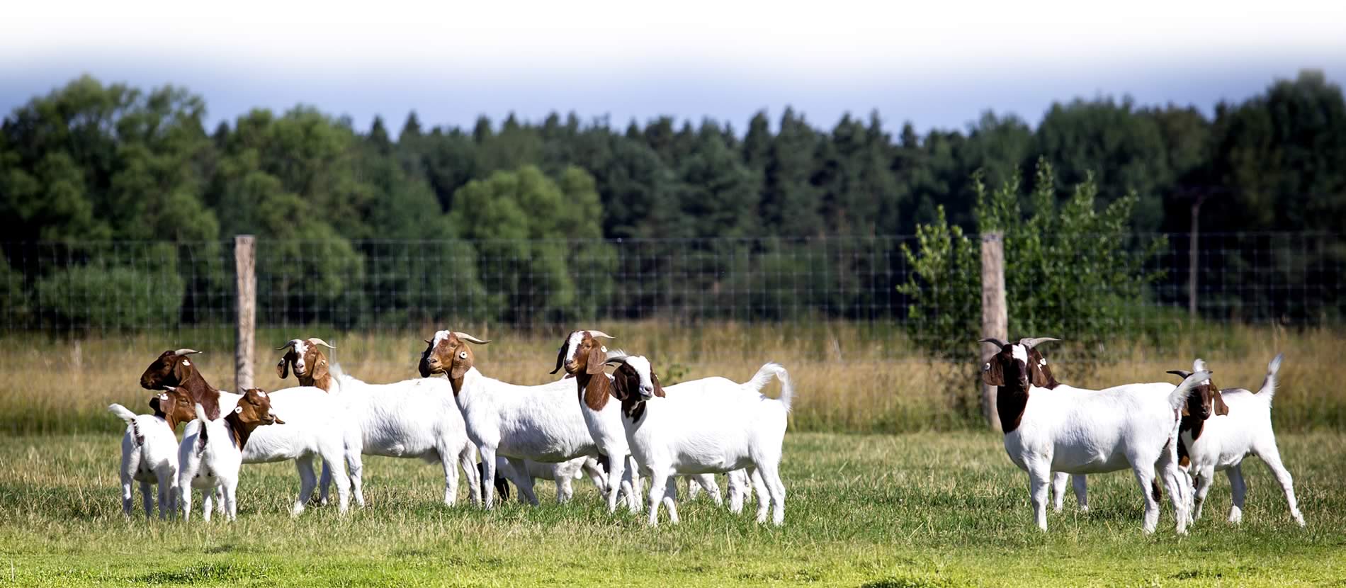 Farma Janovka - prodej živých zvířat, prodej kvalitního vepřového a hovězího masa