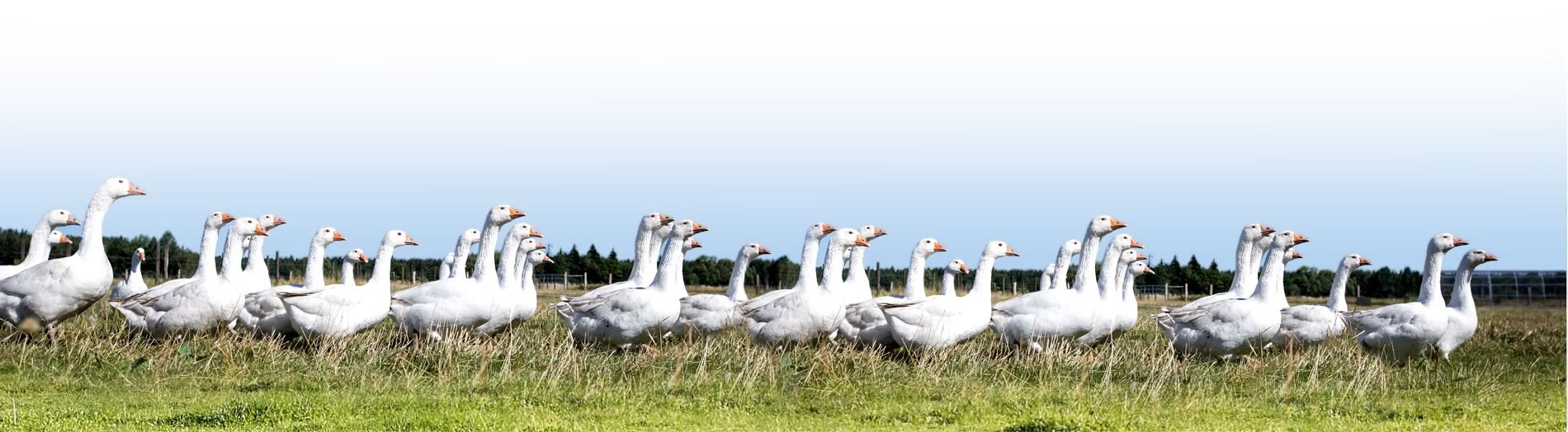 Farma Janovka - prodej živých zvířat, prodej kvalitního vepřového a hovězího masa