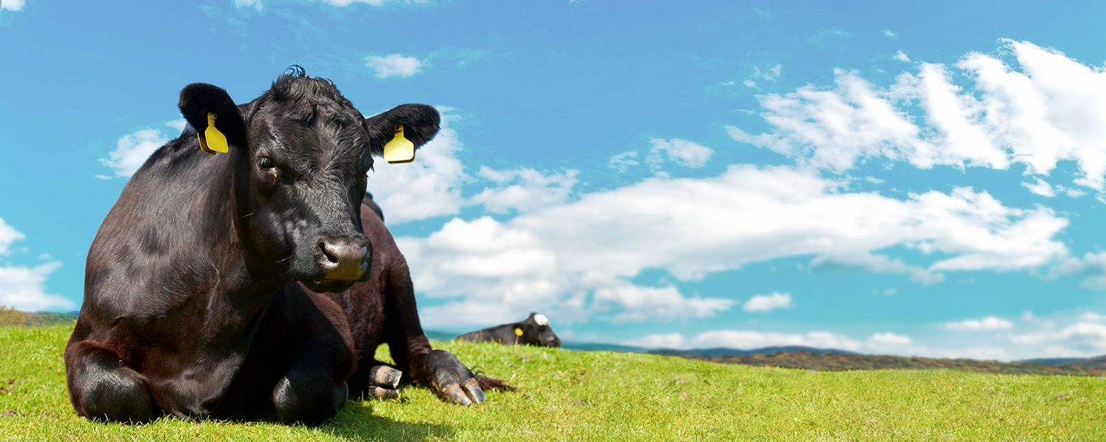 Aberdeen-Angus